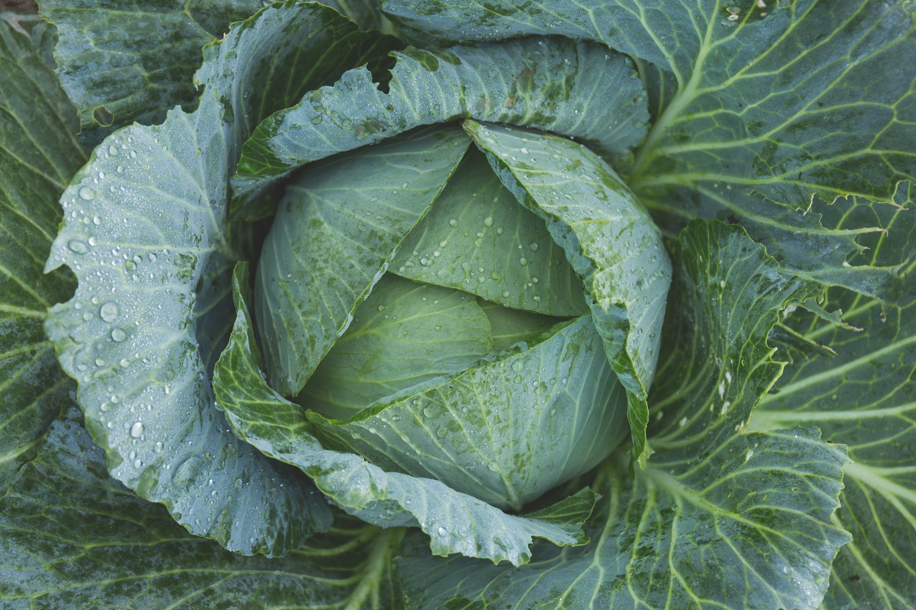 green cabbage